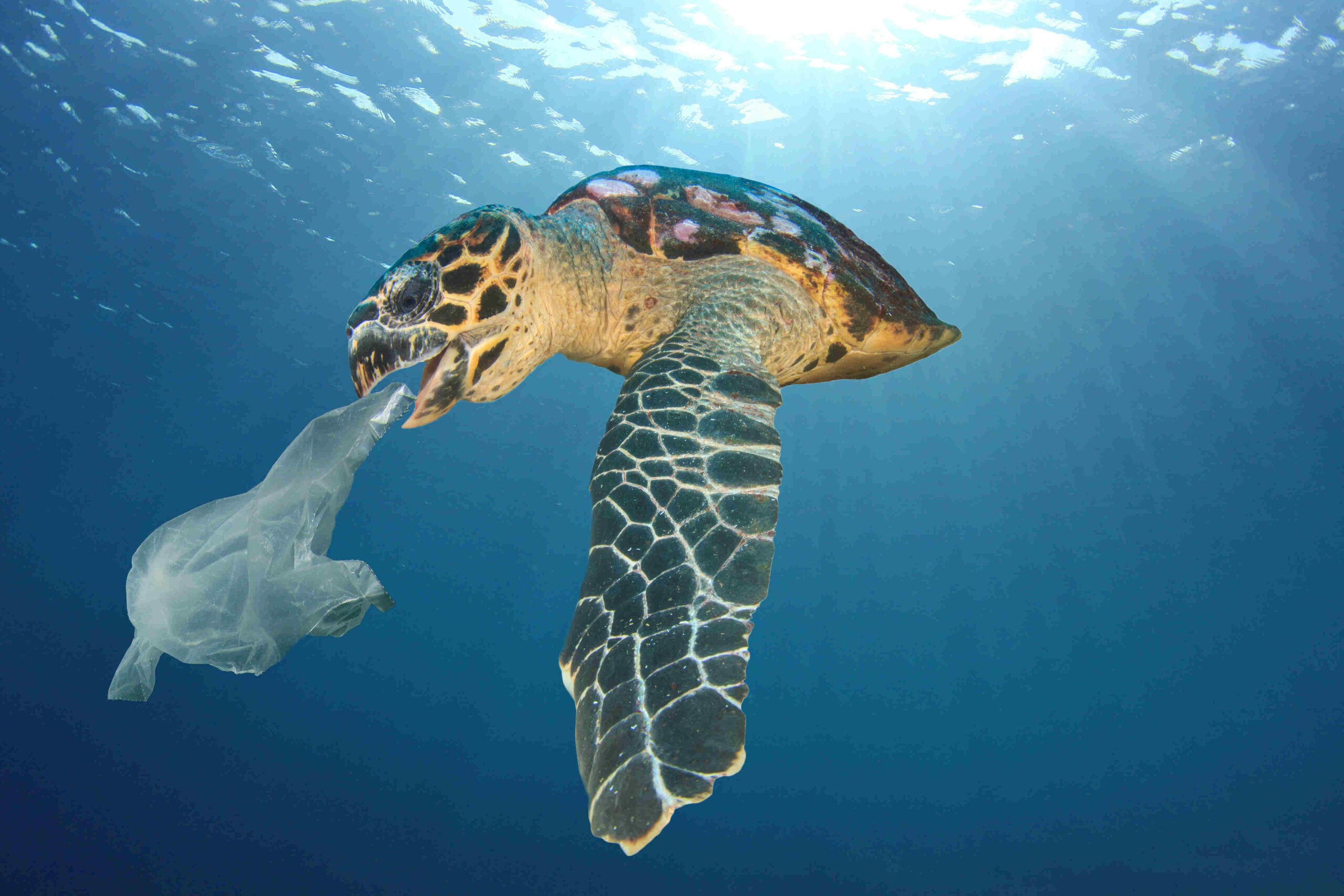 Bottiglia Di Plastica Blu Del Detersivo Liquido Contenitore Della  Lavanderia, Modello Delle Mercanzie Immagine Stock - Immagine di chimico,  bottiglia: 132428767